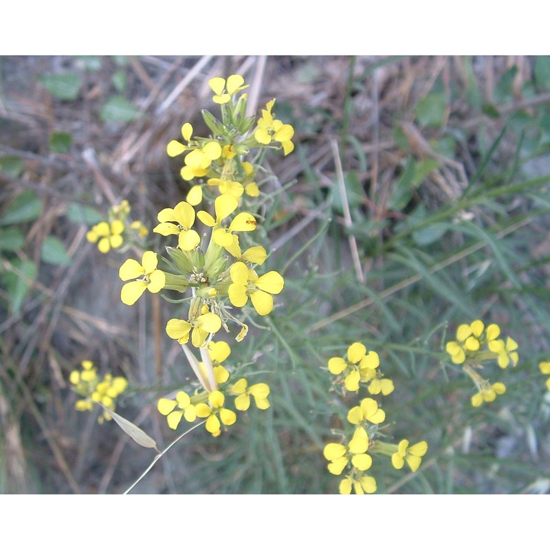 erysimum etruscum peccenini et polatschek