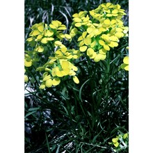 erysimum jugicola jord.