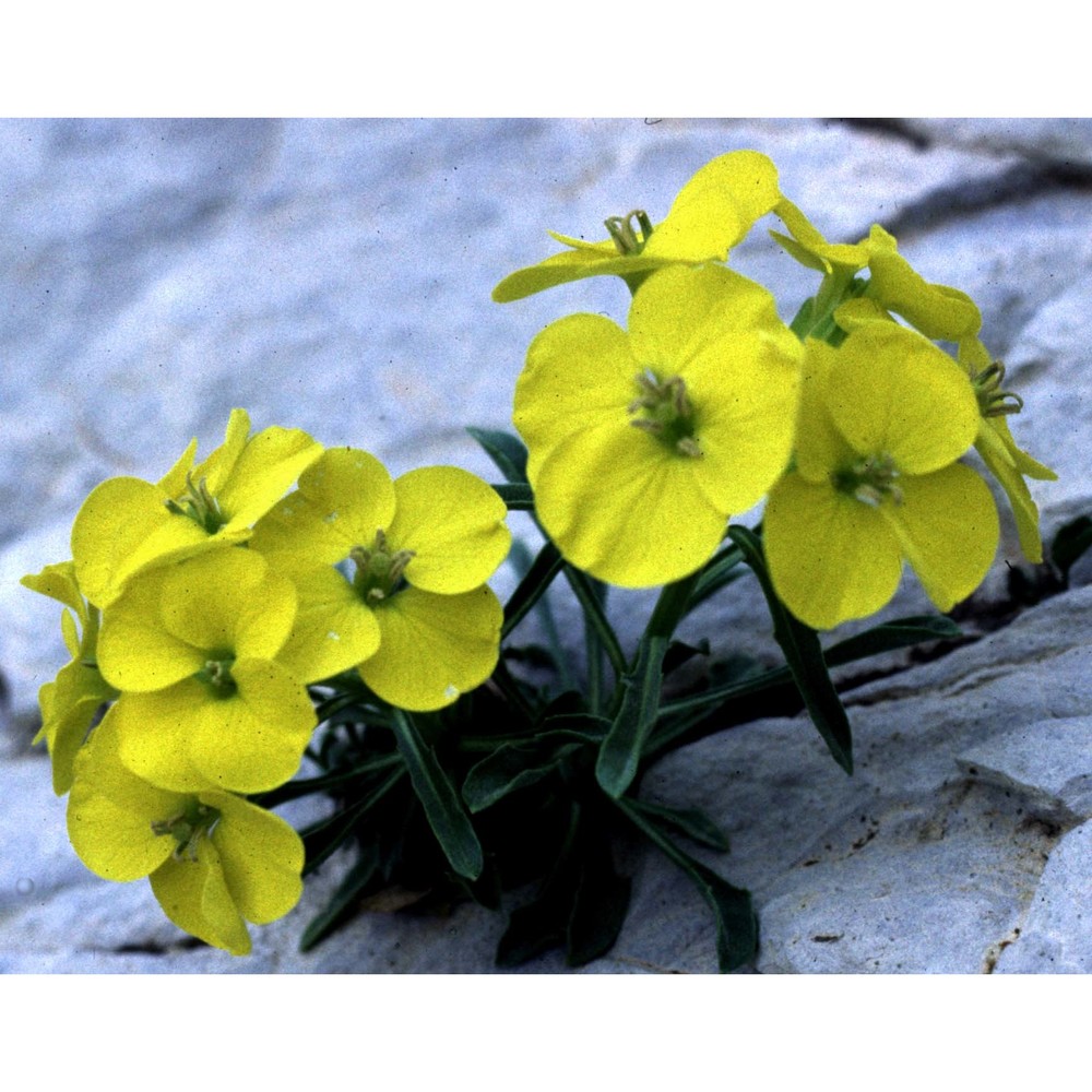 erysimum jugicola jord.