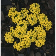 erysimum jugicola jord.