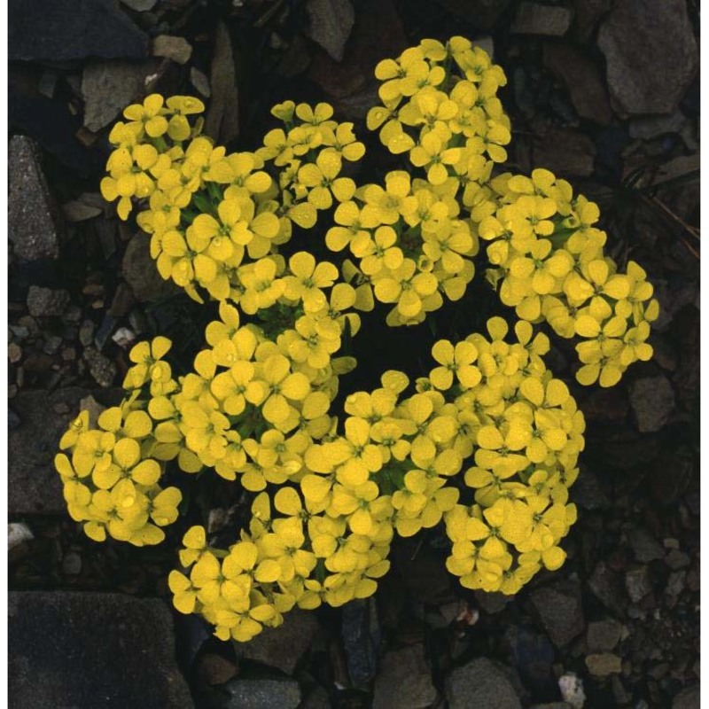 erysimum jugicola jord.