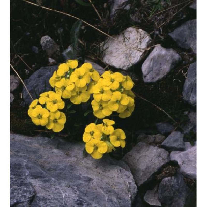 erysimum jugicola jord.