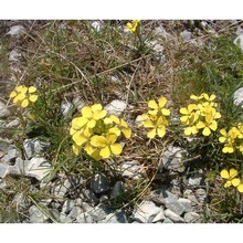 erysimum majellense polatschek