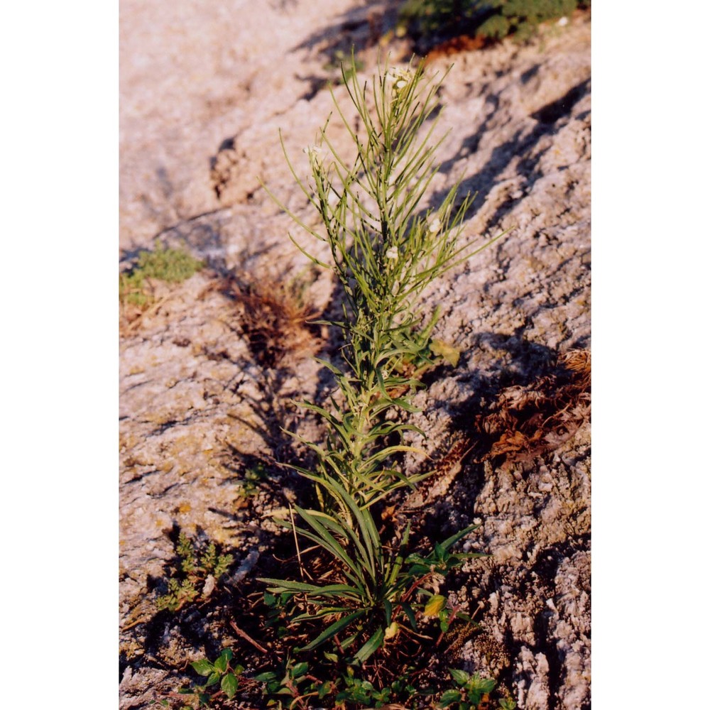 erysimum metlesicsii polatschek