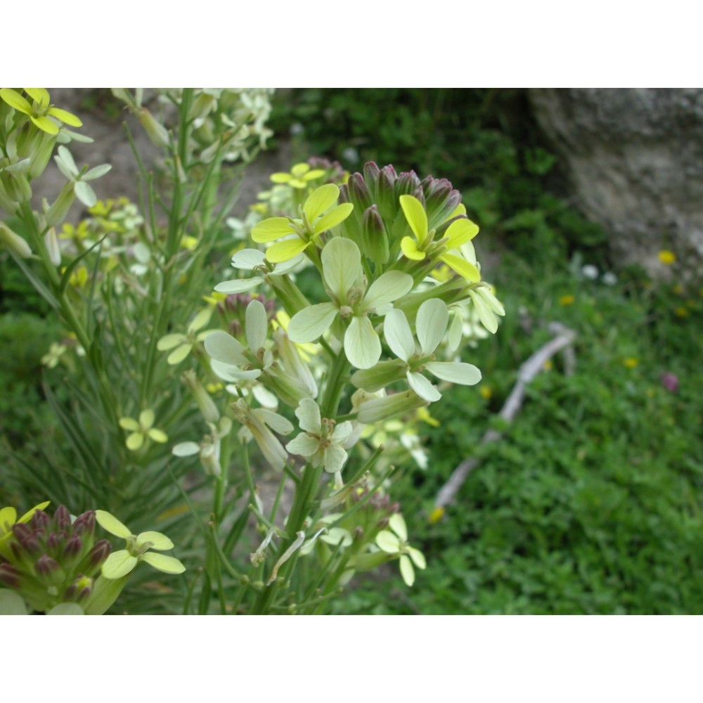 erysimum metlesicsii polatschek