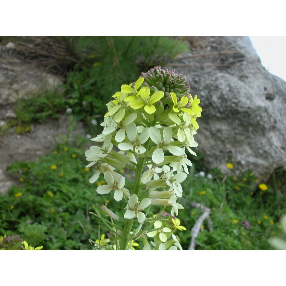 erysimum metlesicsii polatschek