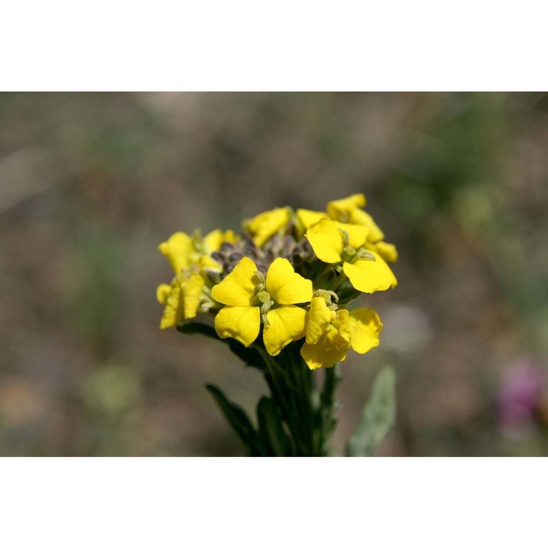 erysimum odoratum ehrh.