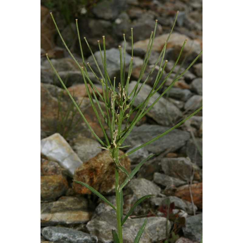 erysimum rhaeticum (schleich. ex hornem.) dc.