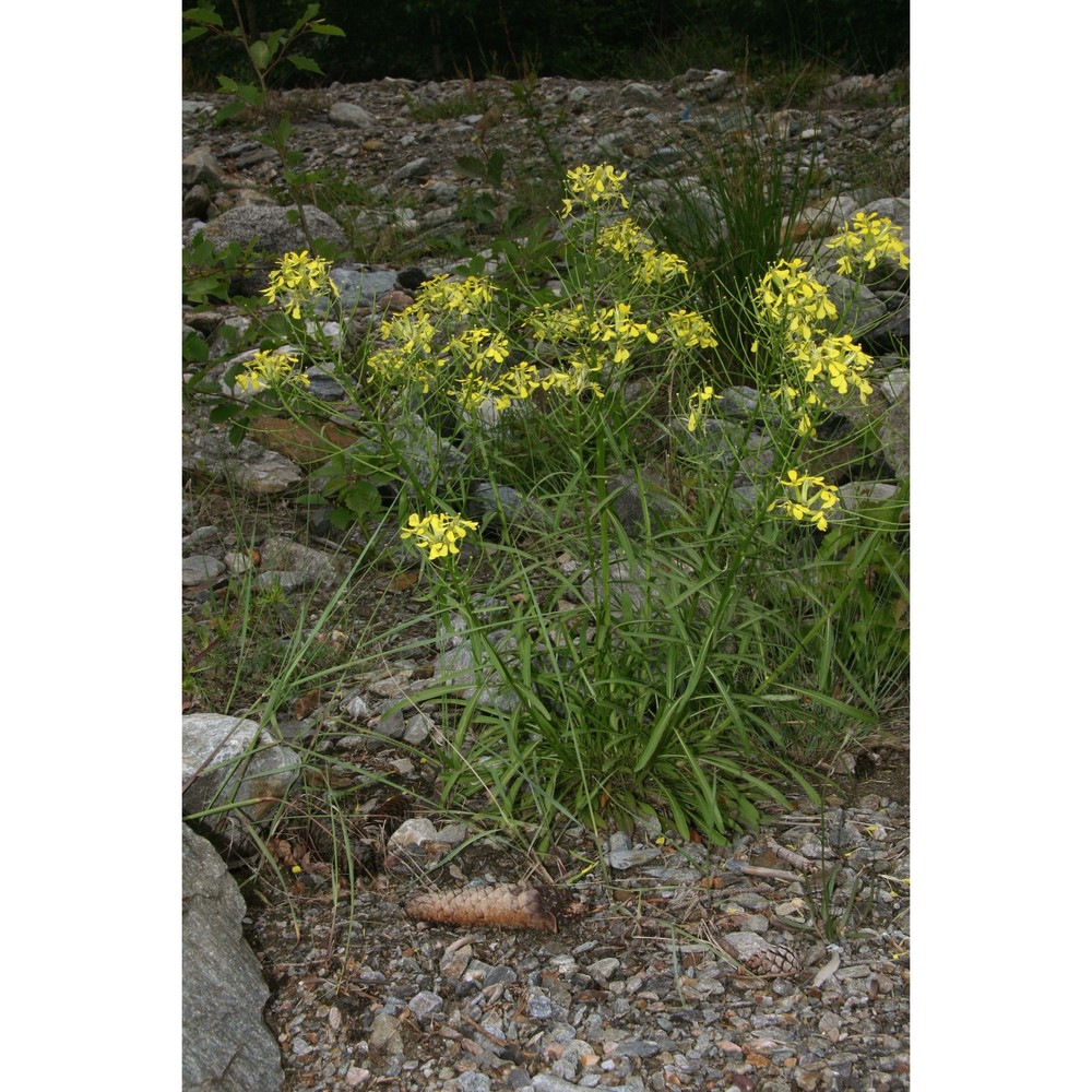 erysimum rhaeticum (schleich. ex hornem.) dc.