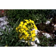 erysimum sylvestre scop.