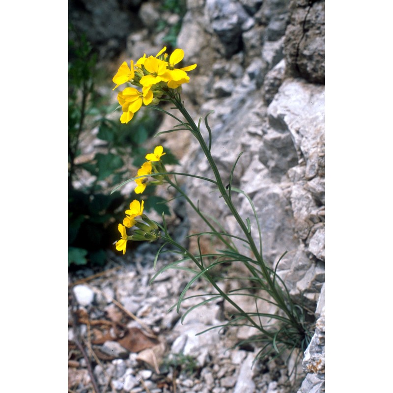 erysimum sylvestre scop.