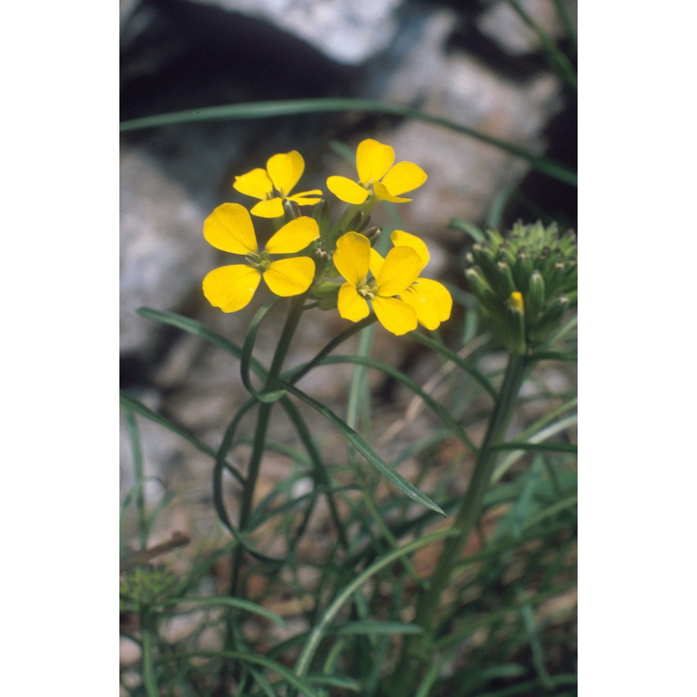 erysimum sylvestre scop.