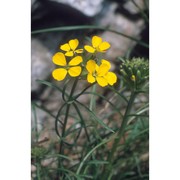 erysimum sylvestre scop.