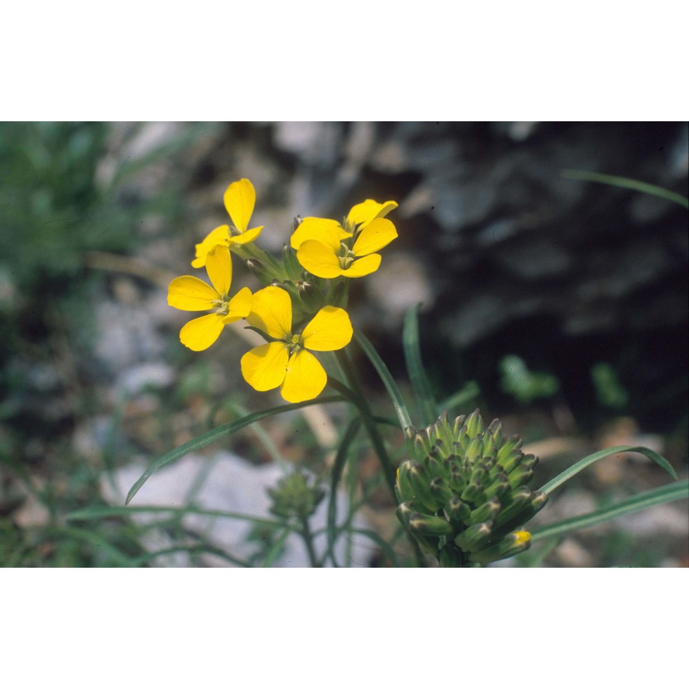 erysimum sylvestre scop.