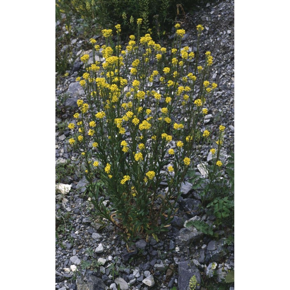 erysimum virgatum roth