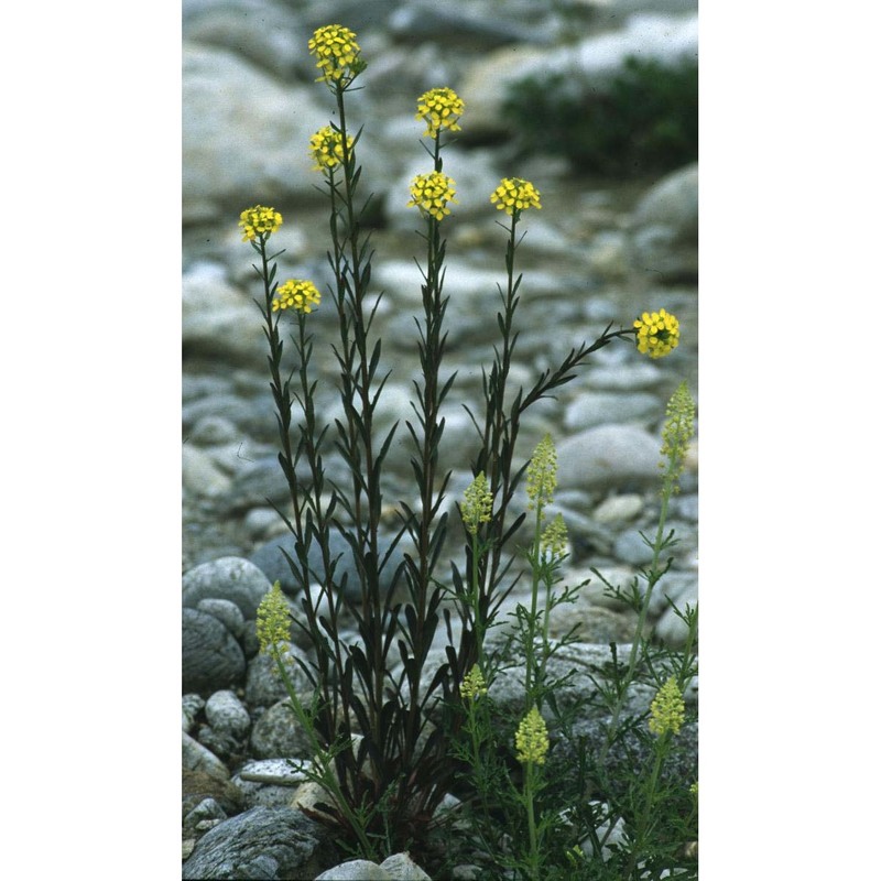 erysimum virgatum roth