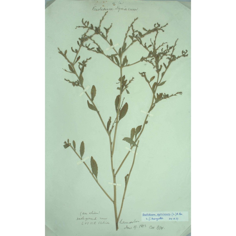 euclidium syriacum (l.) r. br.