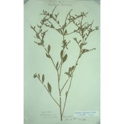 euclidium syriacum (l.) r. br.