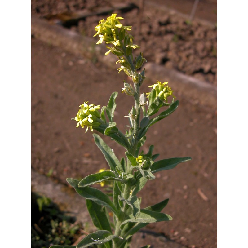 fibigia clypeata (l.) medik.