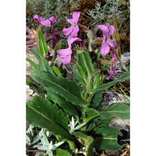 hesperis cupaniana guss.