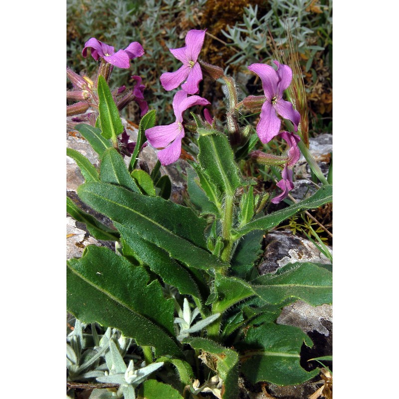 hesperis cupaniana guss.