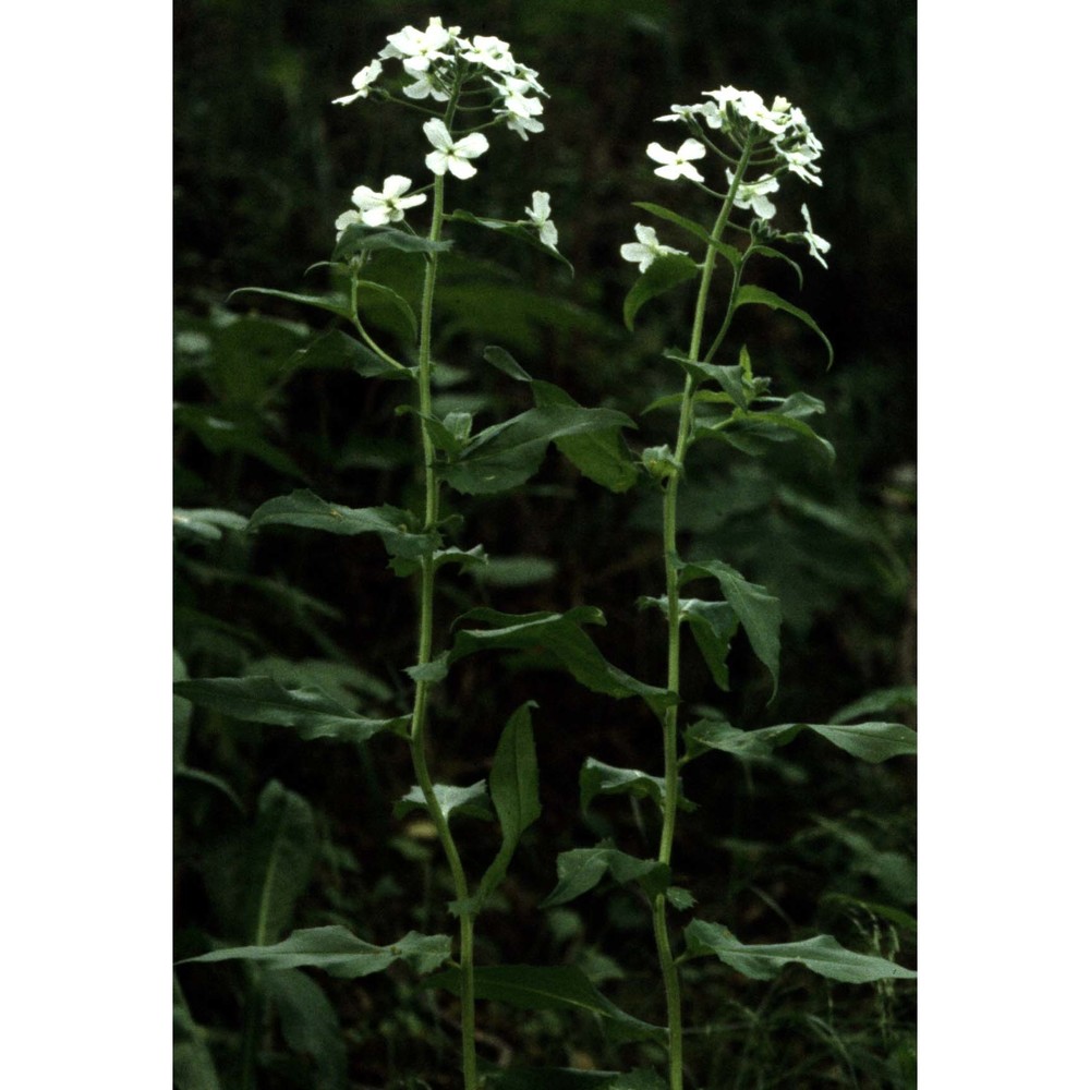 hesperis inodora l.