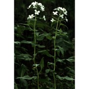 hesperis inodora l.