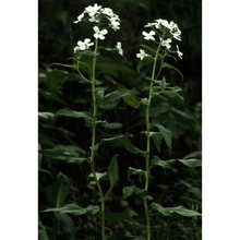 hesperis inodora l.