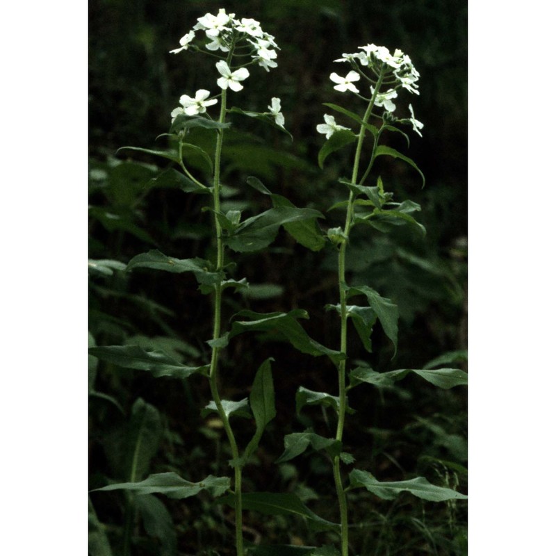 hesperis inodora l.