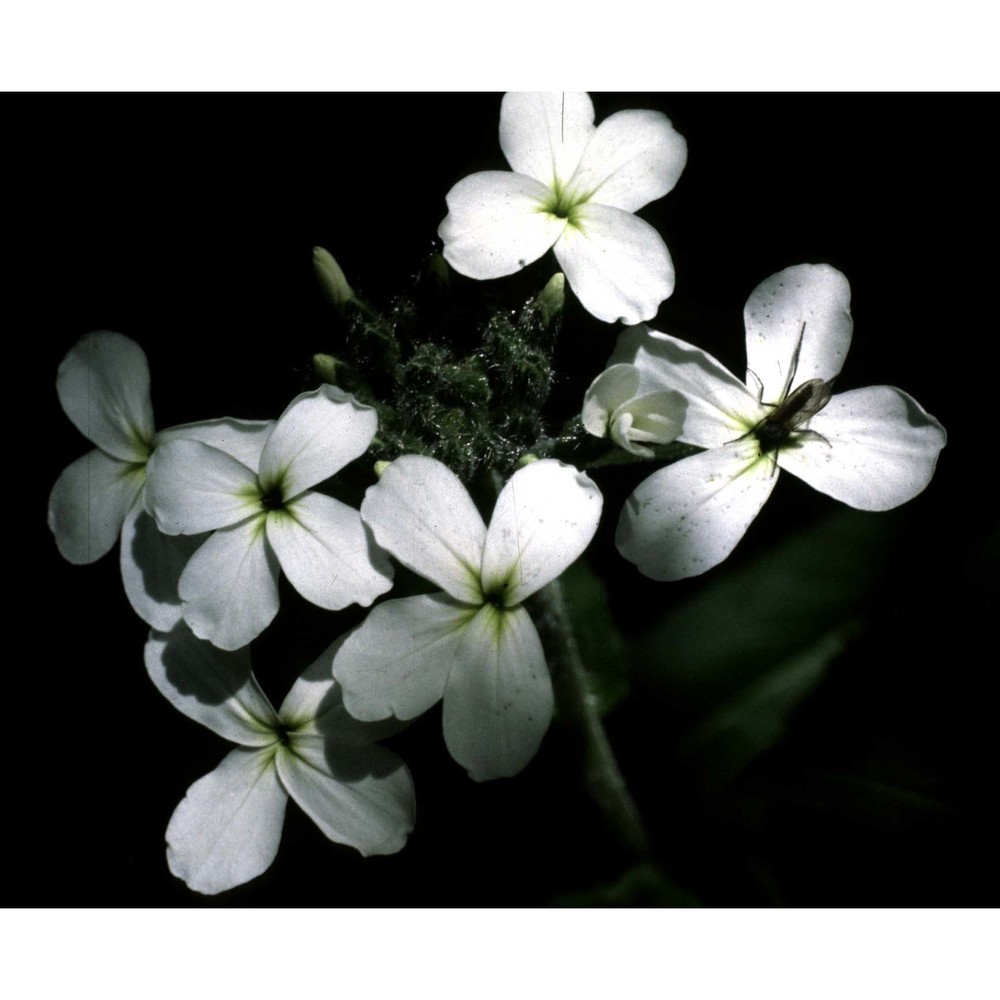 hesperis inodora l.