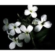 hesperis inodora l.