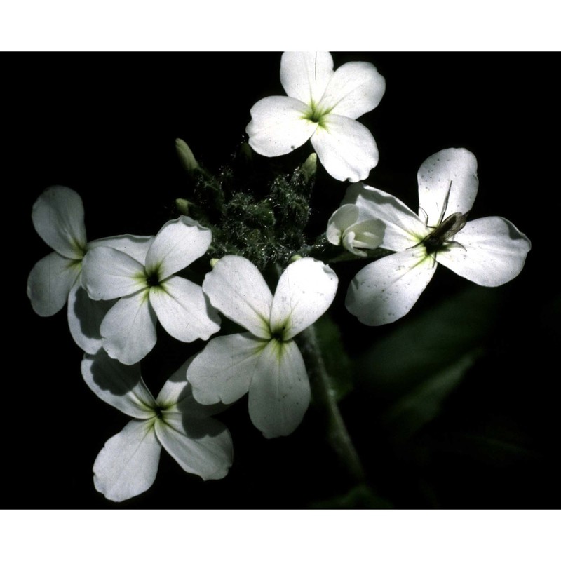 hesperis inodora l.