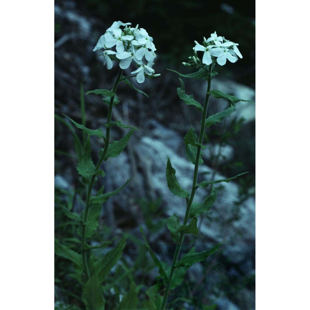 hesperis inodora l.