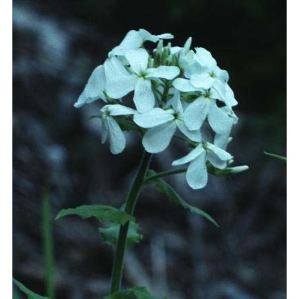 hesperis inodora l.