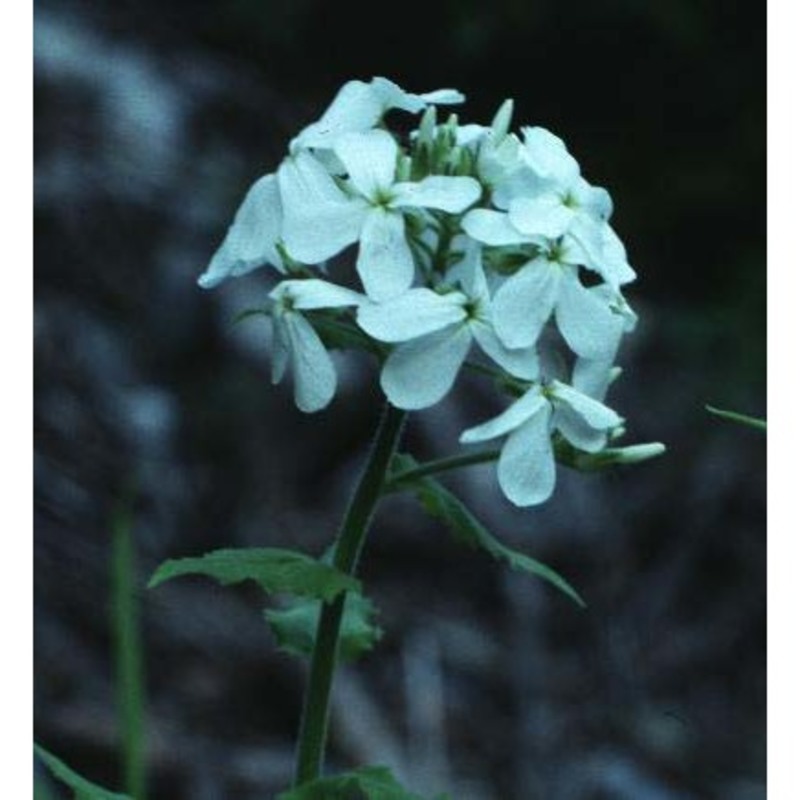 hesperis inodora l.