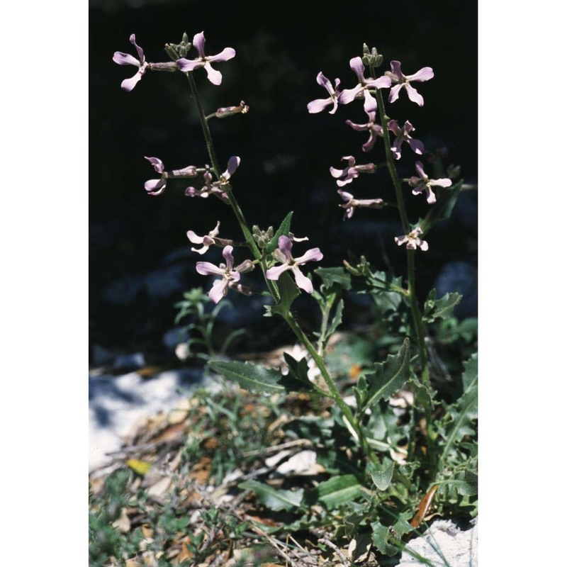 hesperis laciniata all.