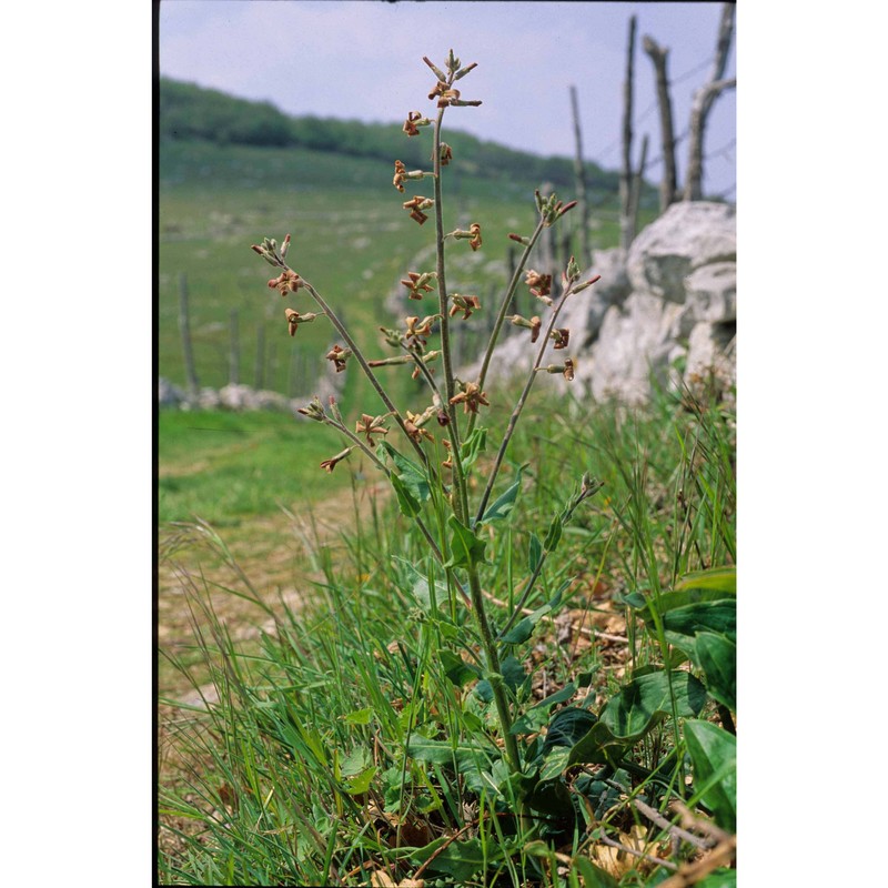 hesperis laciniata all.