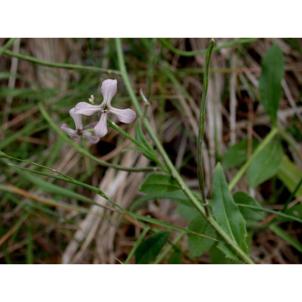 hesperis laciniata all.