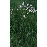 hesperis matronalis l.