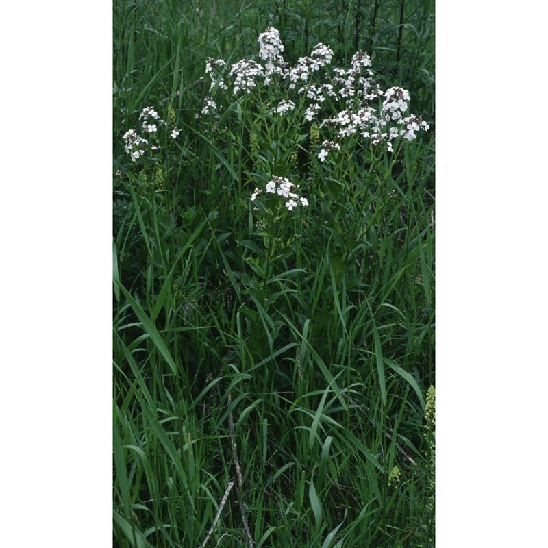 hesperis matronalis l.