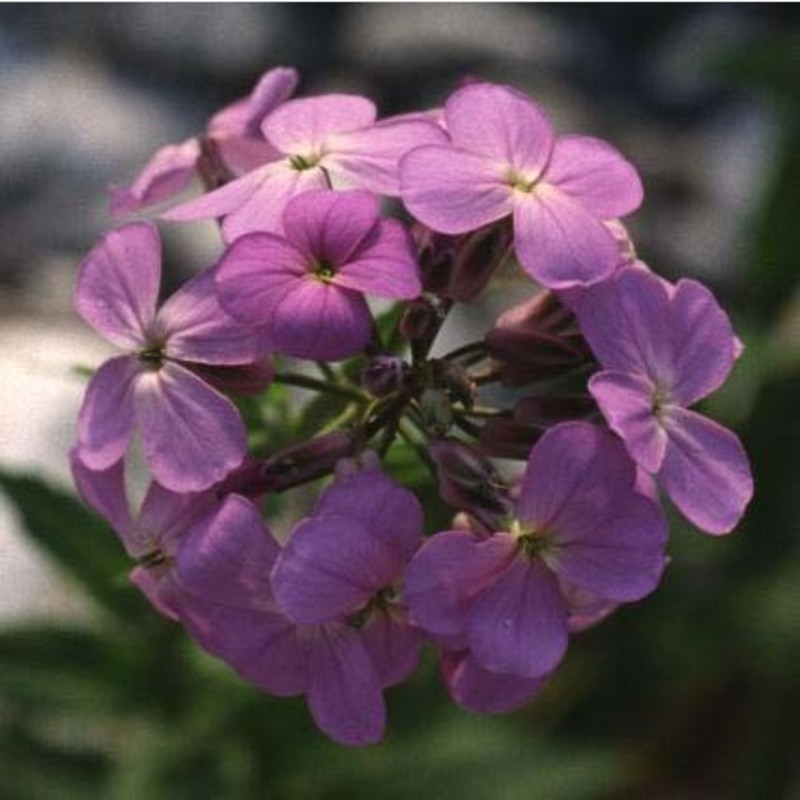 hesperis matronalis l.