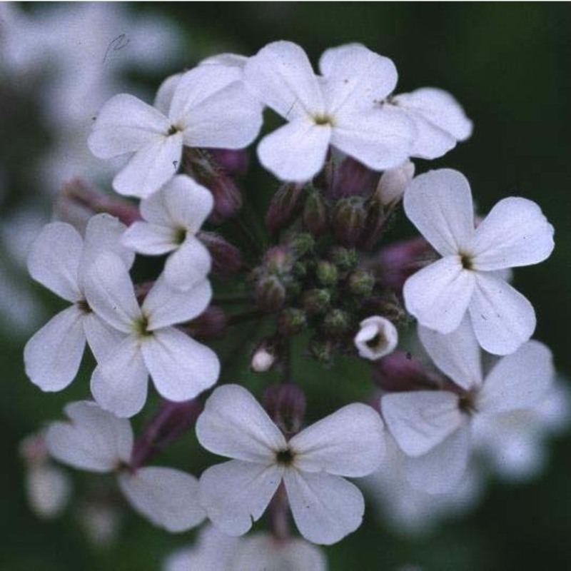 hesperis matronalis l.