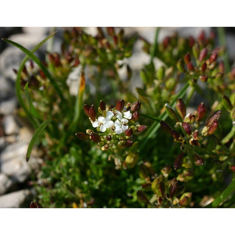 hornungia alpina (l.) o. appel