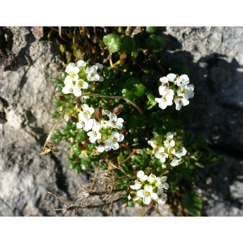 hornungia alpina (l.) o. appel