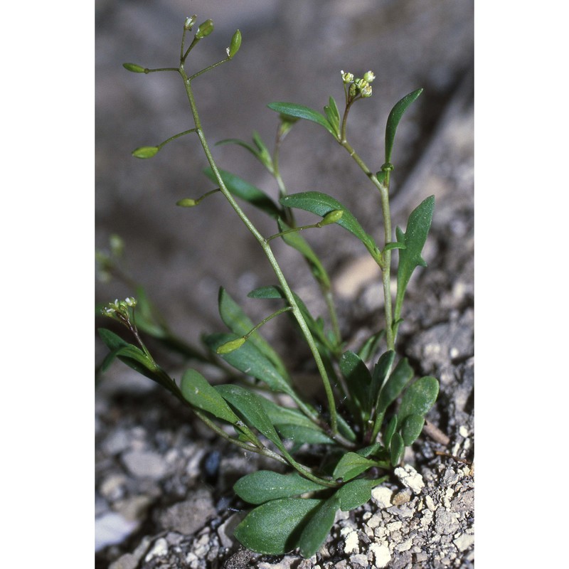 hornungia pauciflora (w. d. j. koch) soldano, f. conti, banfi et galasso