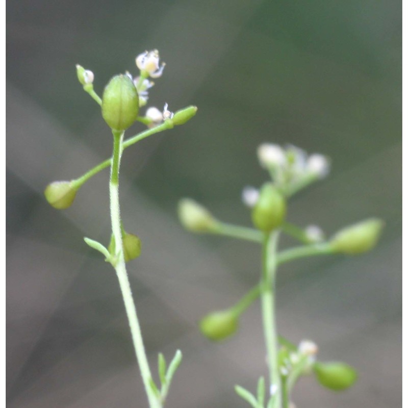 hornungia petraea (l.) rchb.