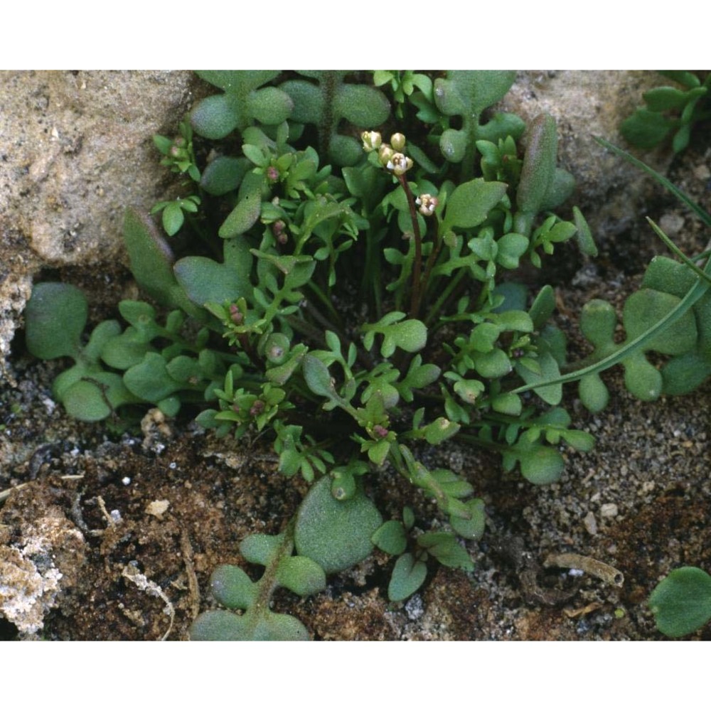 hornungia procumbens (l.) hayek