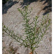 iberis linifolia l.