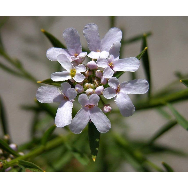 iberis linifolia l.