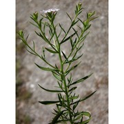 iberis linifolia l.